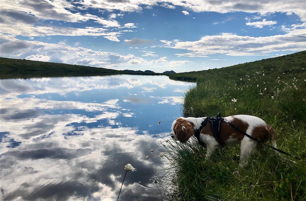 Nyskjerring på vatnet - Klikk for stort bilete