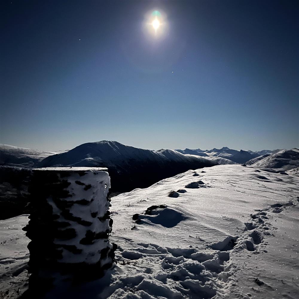 Sikterose med Sunnmørsalpar i bakgrunnen - Klikk for stort bilete