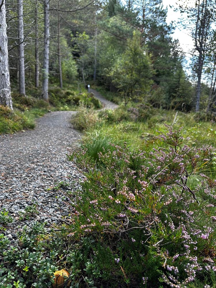 Lyng Vardevegen - Klikk for stort bilete